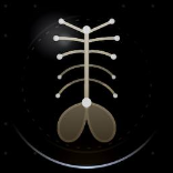 NERVOUS SYSTEM PRO